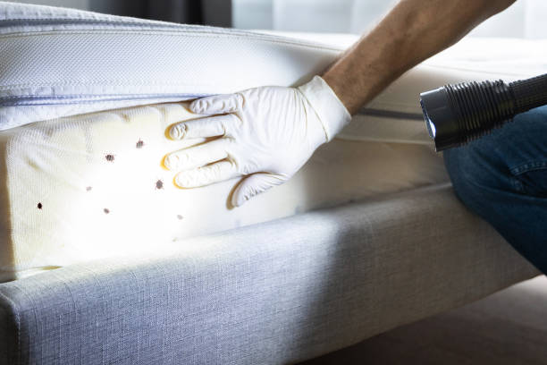 Best Rat Extermination Near Me  in Grangeville, ID