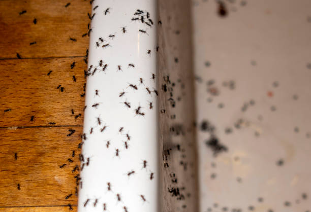 Best Flea Control Services  in Grangeville, ID
